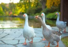 Czy można trąbić na kursanta? Czy można trąbić na kursanta?