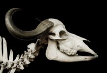 Jak podłączyć klakson w motorynce? Jak podłączyć klakson w motorynce?